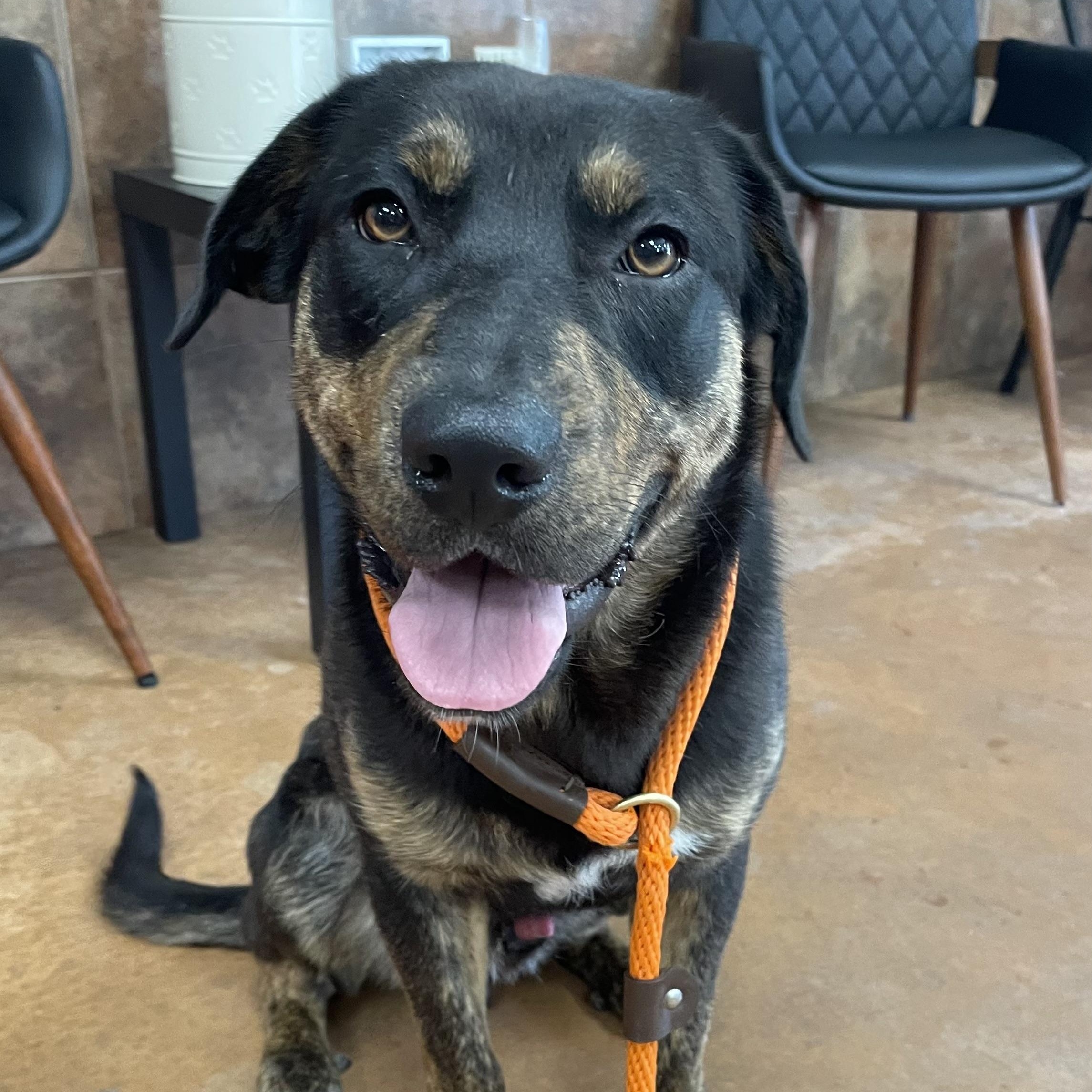 Leo, a Adoptable mixed breed in Heber Springs, AR image 2/6