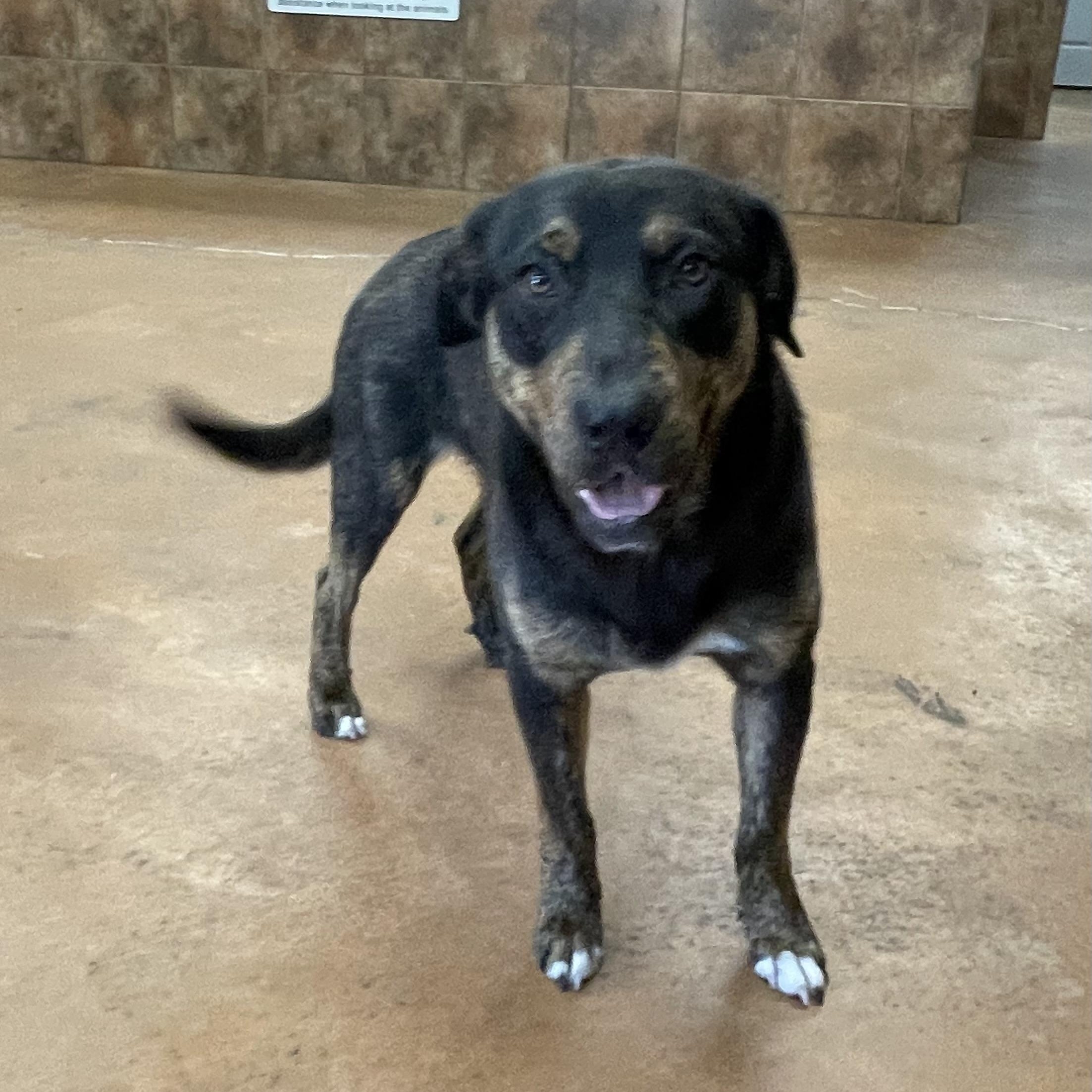 Leo, a Adoptable mixed breed in Heber Springs, AR image 3/6