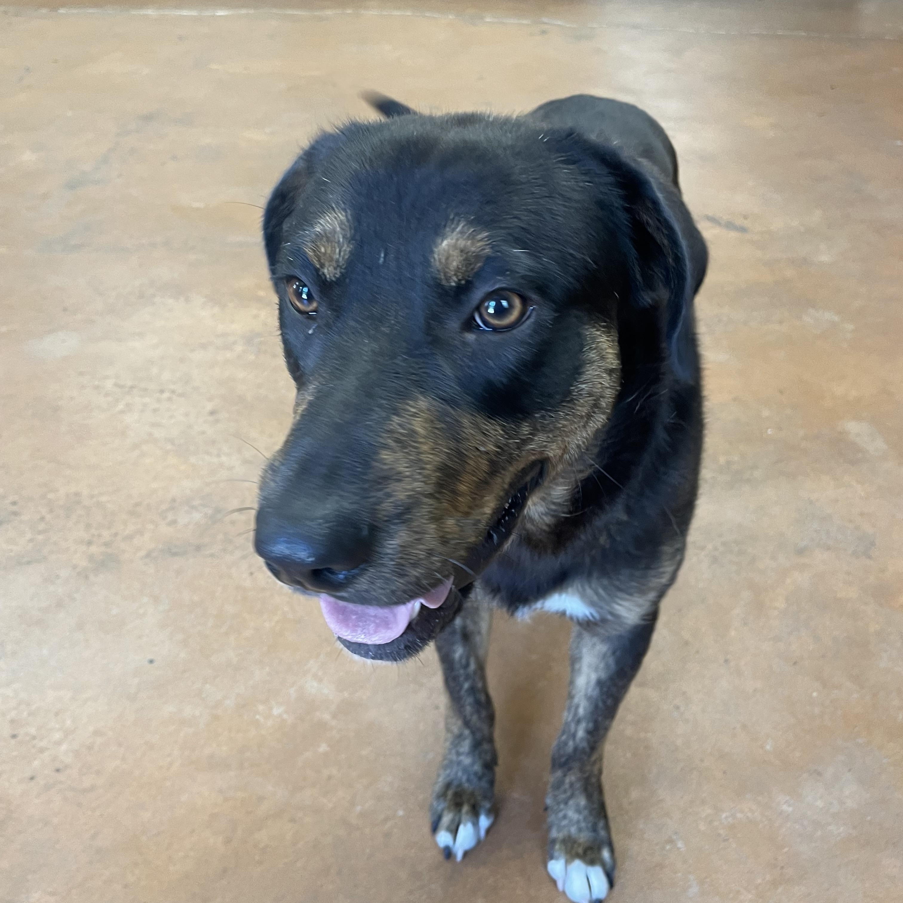 Leo, a Adoptable mixed breed in Heber Springs, AR image 4/6