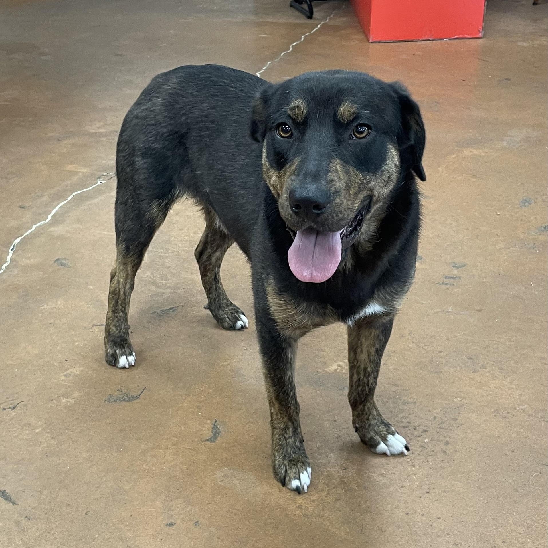 Leo, a Adoptable mixed breed in Heber Springs, AR image 5/6