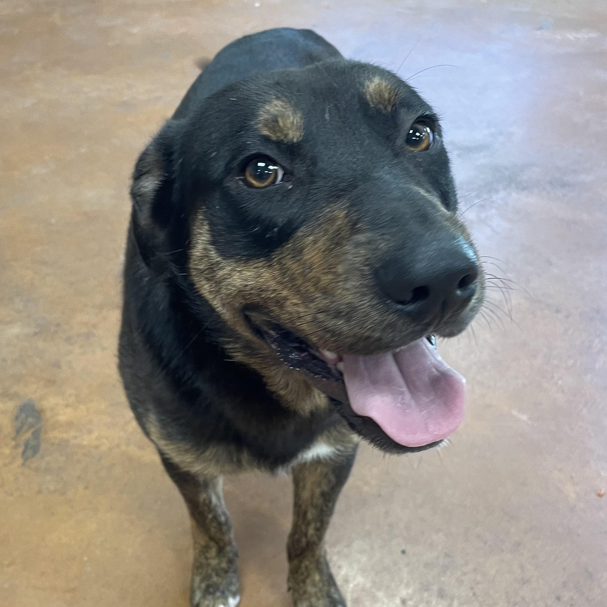 Leo, a Adoptable mixed breed in Heber Springs, AR image 6/6