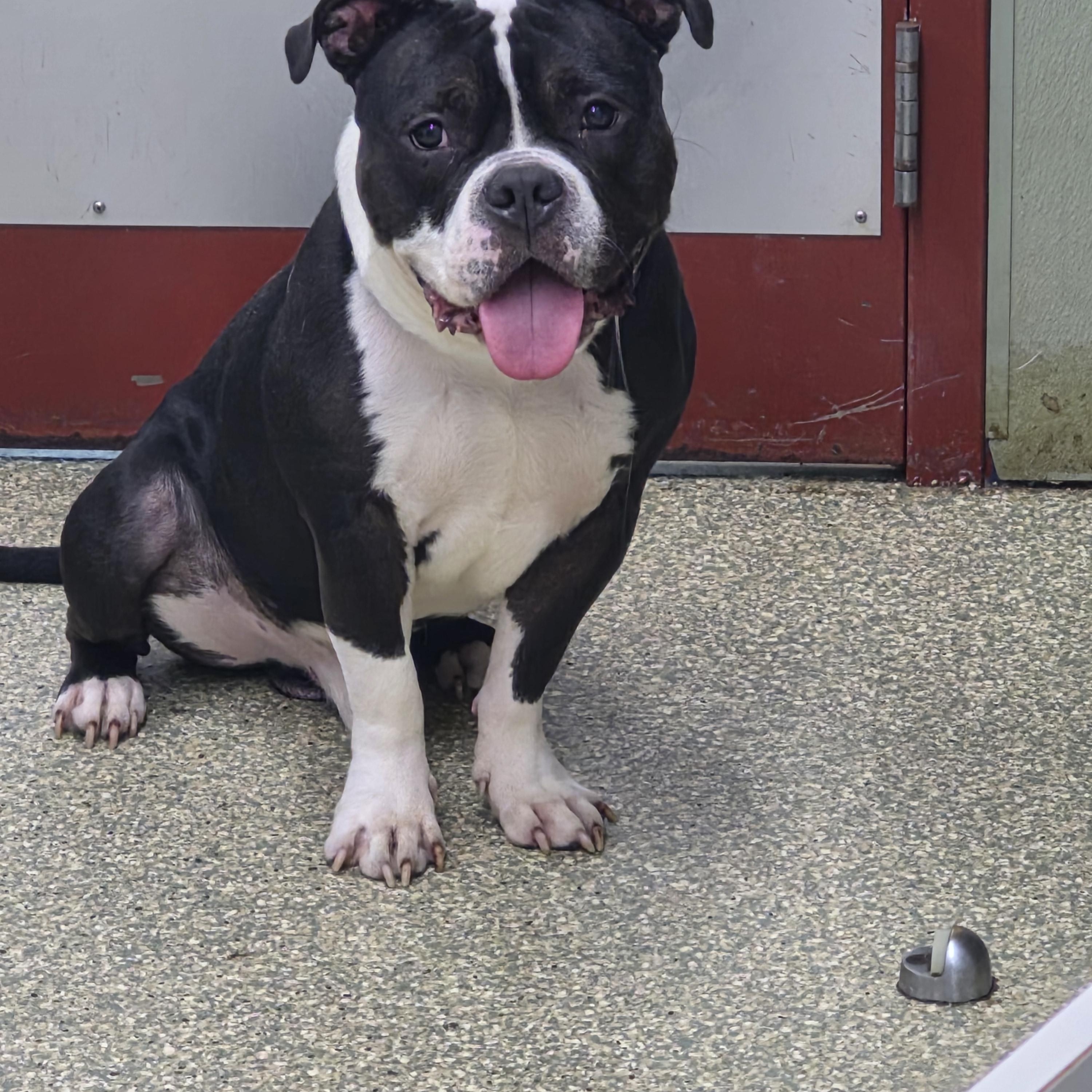 Enlarge Tonka, a ADOPTABLE American Bully in Warwick, RI image 2/3