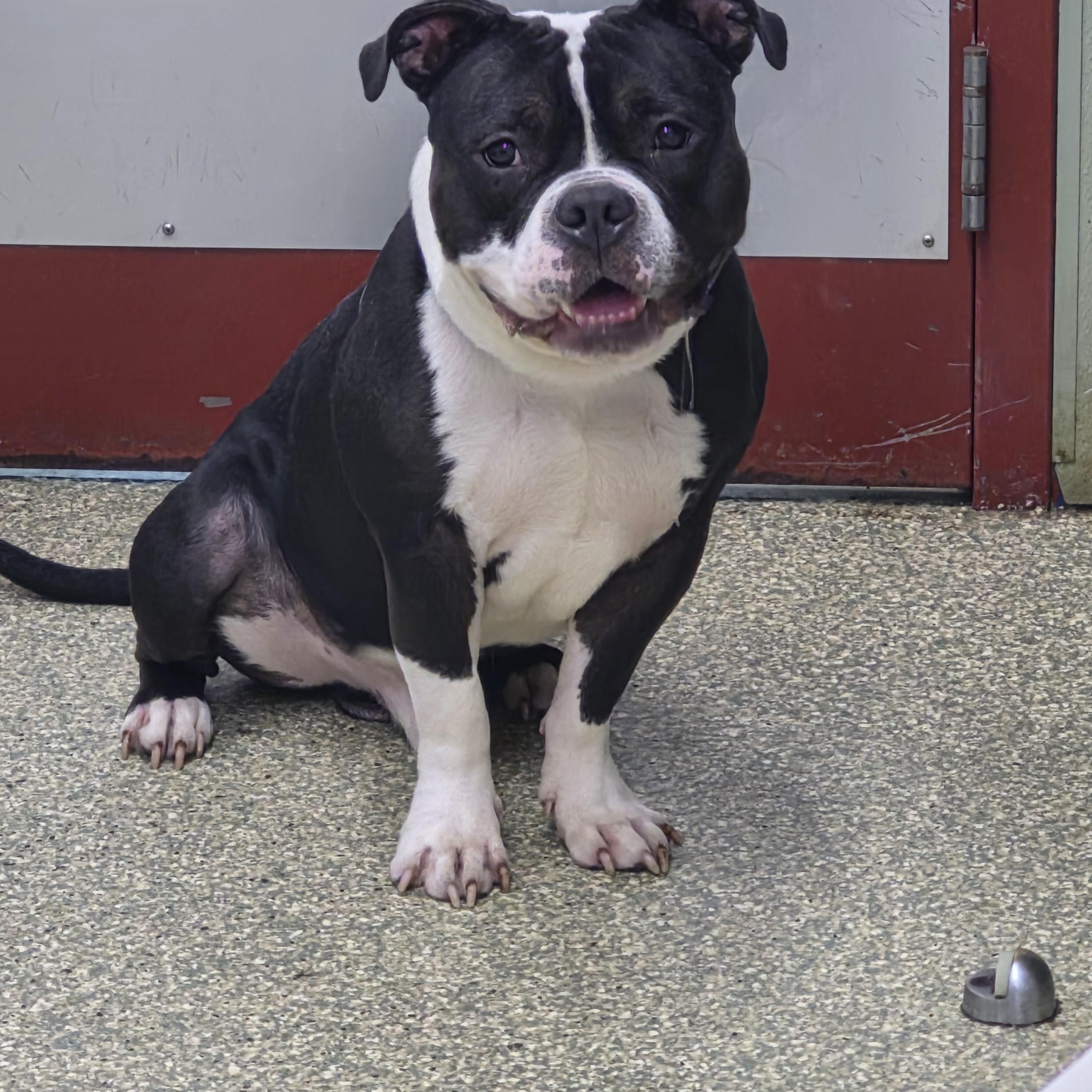 Tonka, ADOPTABLE, Adult Male American Bully.