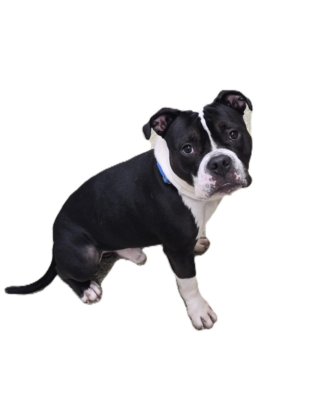Enlarge Tonka, a ADOPTABLE American Bully in Warwick, RI image 3/3