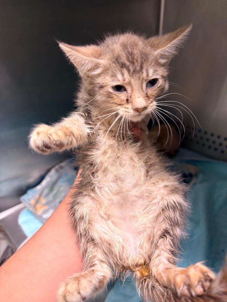 Southerland 7, Adoptable, Kitten Female Domestic Short Hair.