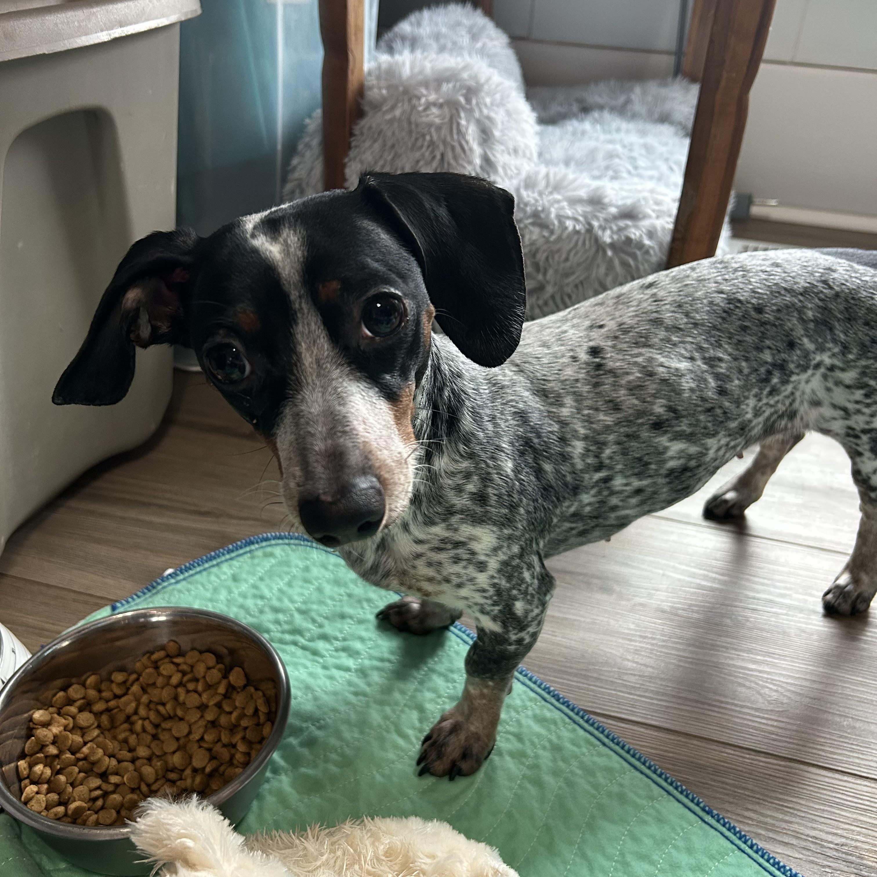 Enlarge Frankie Girl, a ADOPTABLE Miniature Dachshund in Chickasha, OK image 2/3