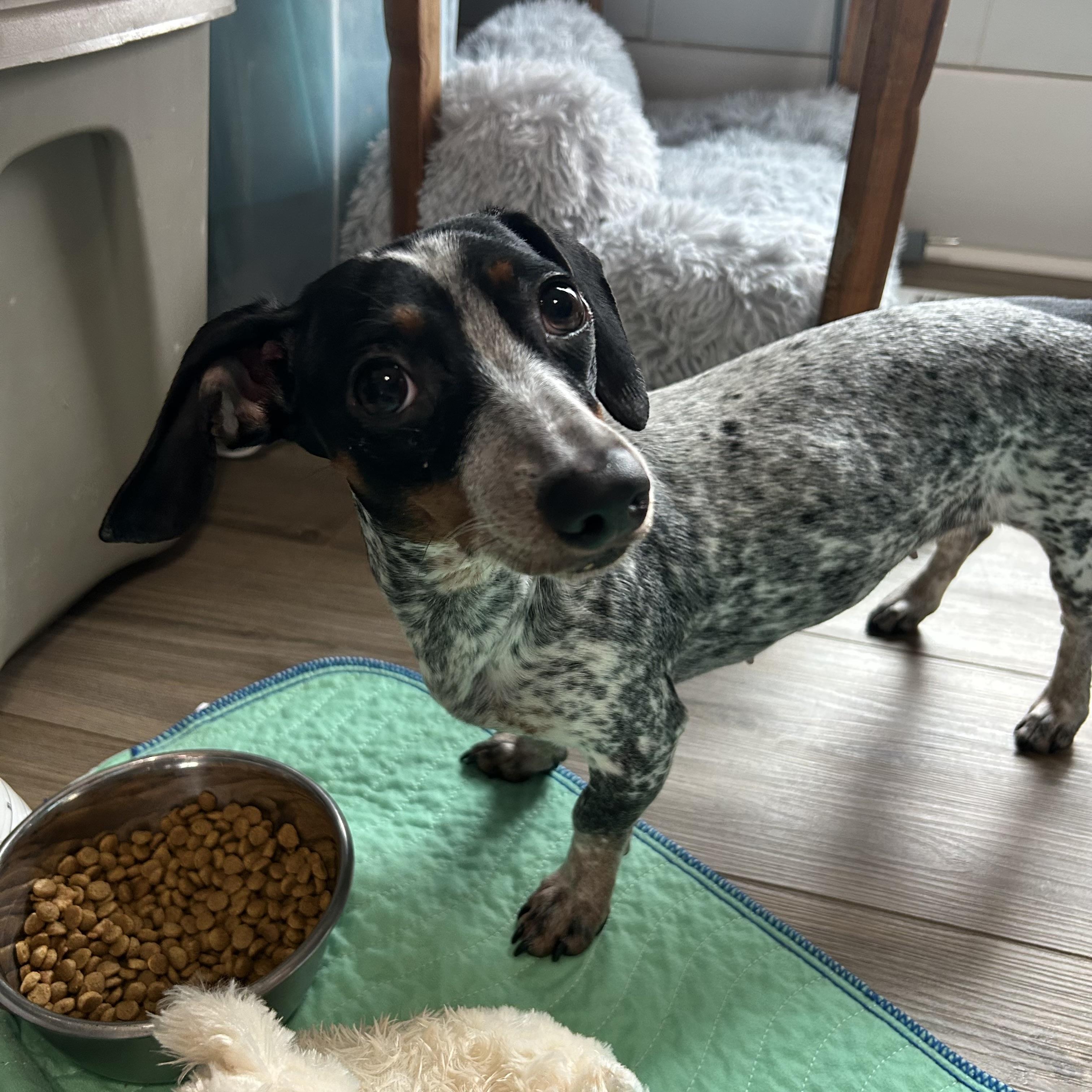 Enlarge Frankie Girl, a ADOPTABLE Miniature Dachshund in Chickasha, OK image 3/3