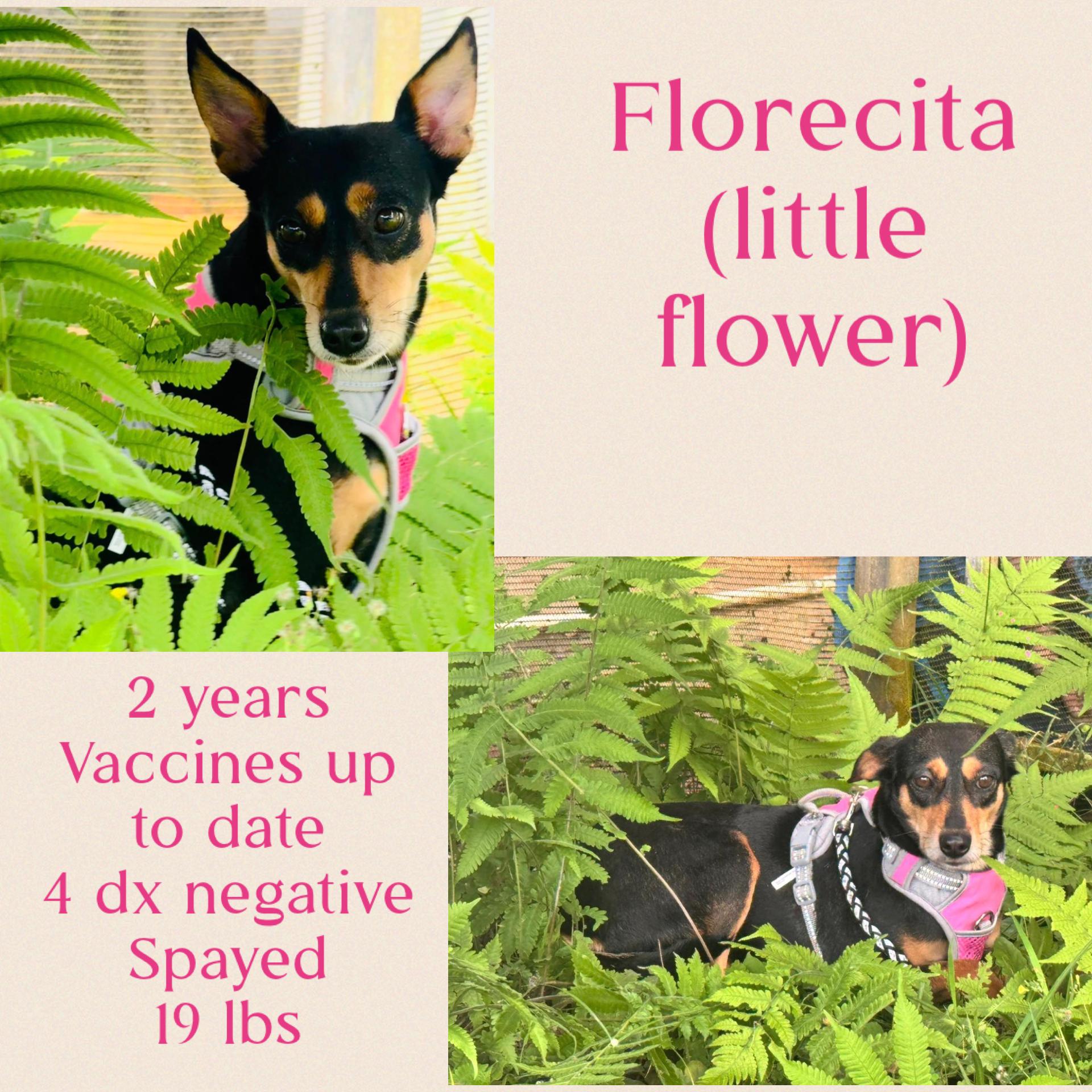 Enlarge Florecita, an adopted mixed breed in Virginia Beach, VA image 1/4