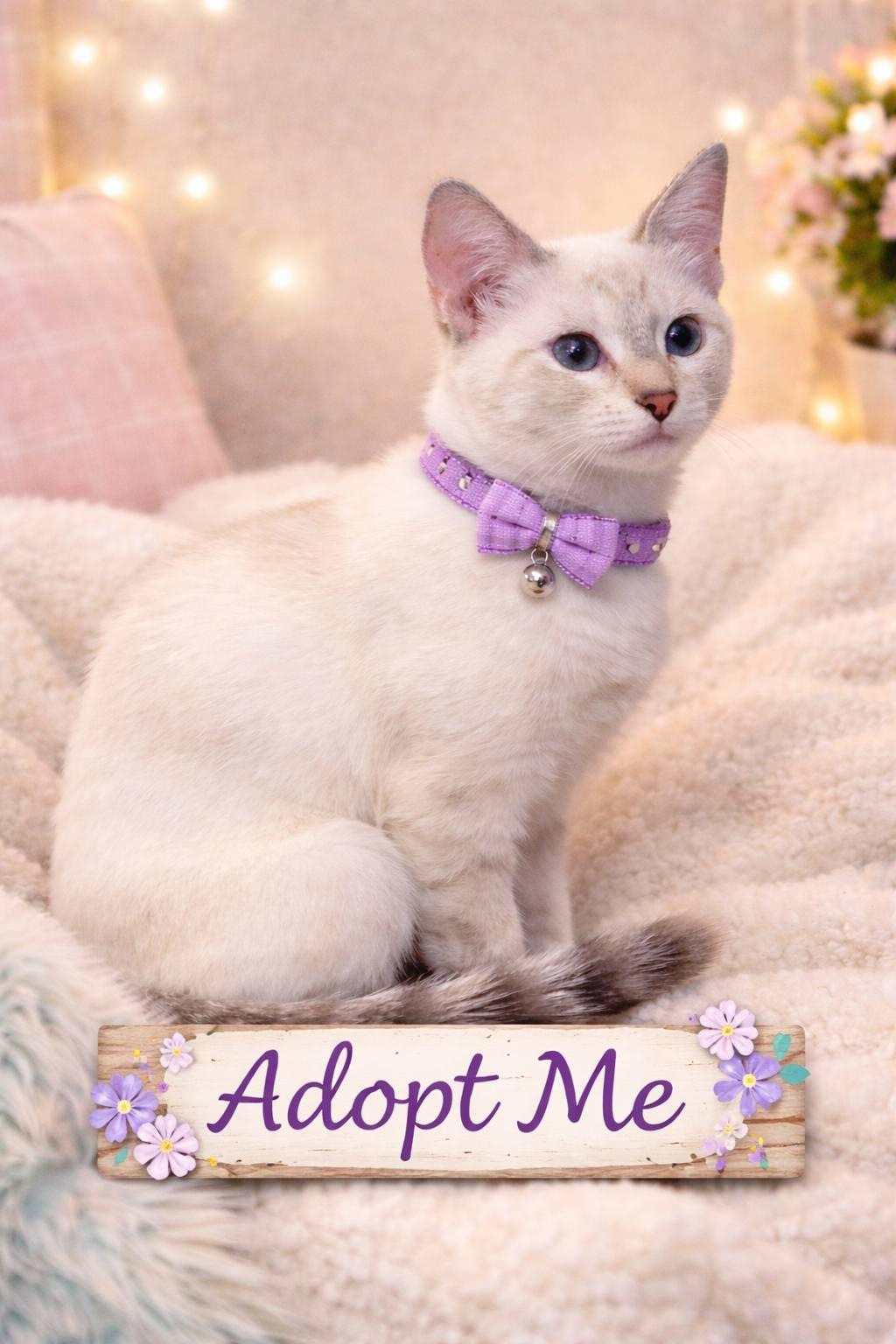 Enlarge Dylan & Maddox, a ADOPTABLE mixed breed in Mabank, TX image 2/2