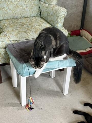 Enlarge Tazmin, a Adopted mixed breed in Crescent City, FL image 1/6