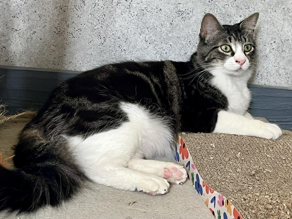 Enlarge Tazmin, a Adopted mixed breed in Crescent City, FL image 2/6