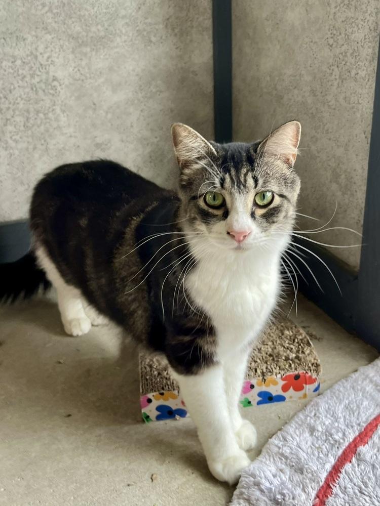 Enlarge Tazmin, a Adopted mixed breed in Crescent City, FL image 3/6