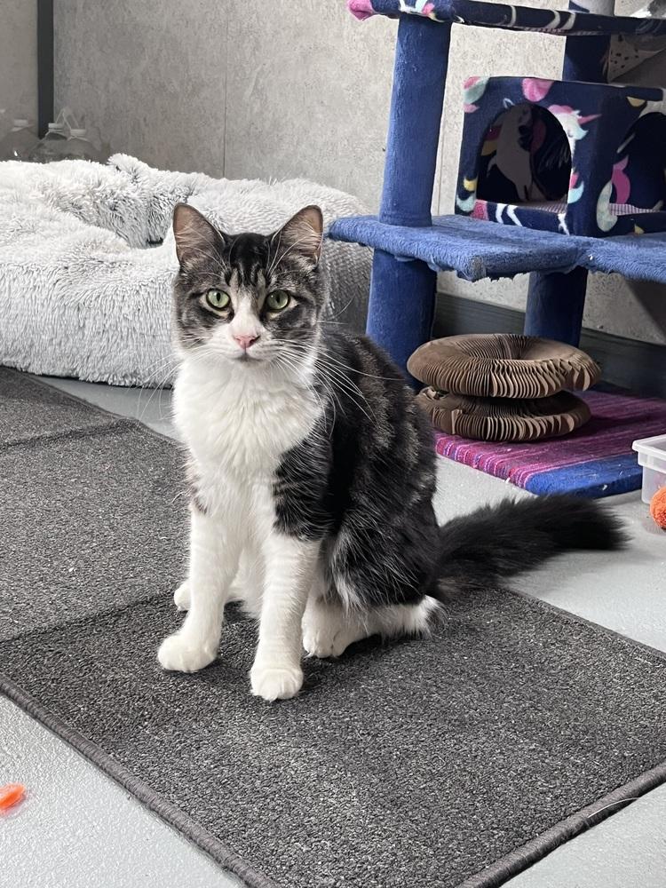 Enlarge Tazmin, a Adopted mixed breed in Crescent City, FL image 5/6