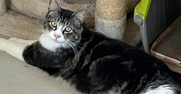 Enlarge Tazmin, a Adopted mixed breed in Crescent City, FL image 6/6