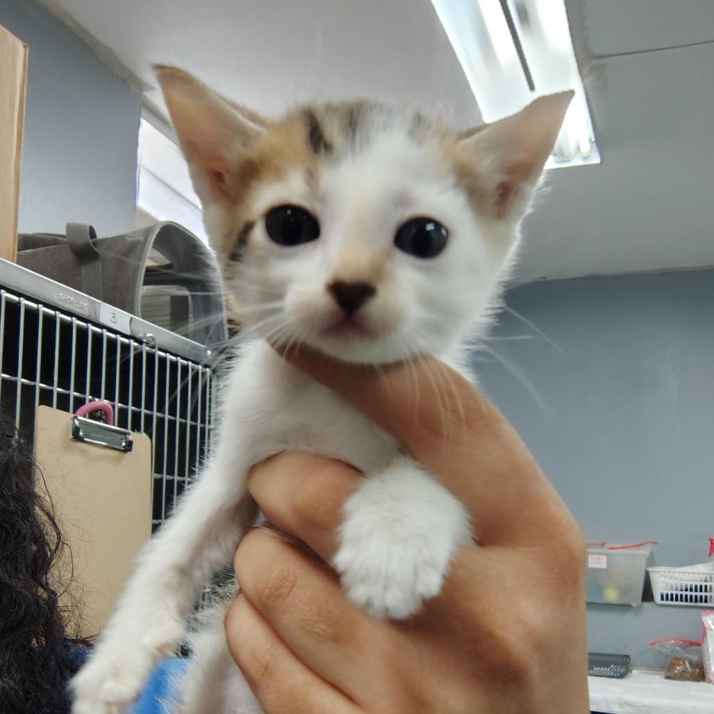 Cookie, a Adoptable Domestic Short Hair in Vieques, PR image 1/2