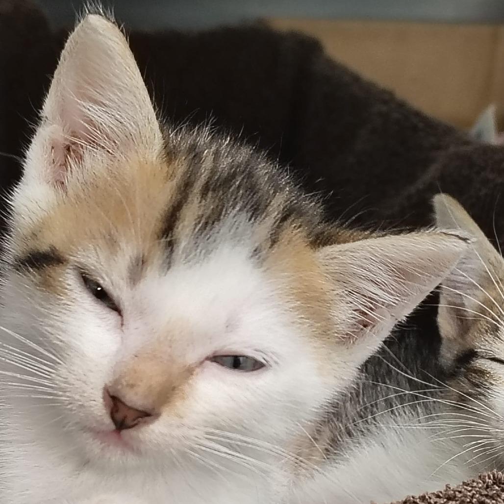 Cookie, a Adoptable Domestic Short Hair in Vieques, PR image 2/2