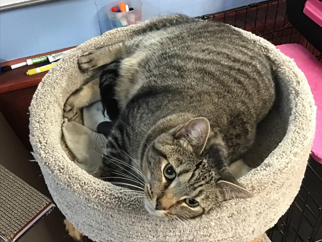 Anne, Adoptable, Adult Female Domestic Short Hair.