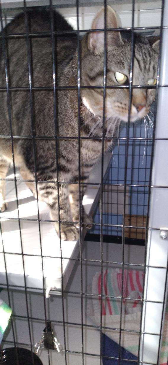 Enlarge Anne, a Adoptable Domestic Short Hair in Charlestown, NH image 3/3