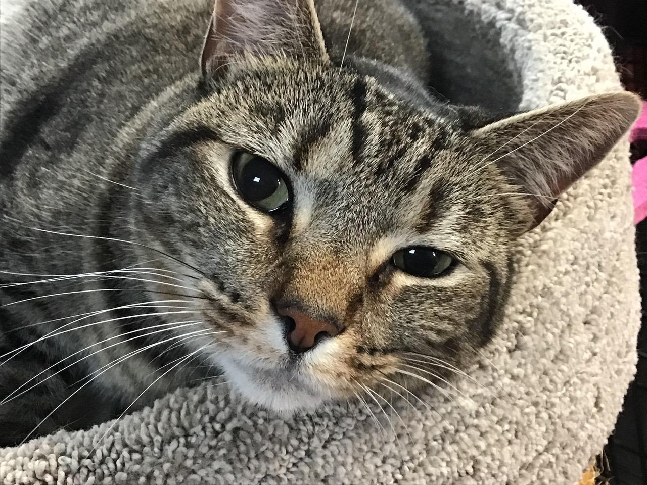Enlarge Anne, a Adoptable Domestic Short Hair in Charlestown, NH image 2/3