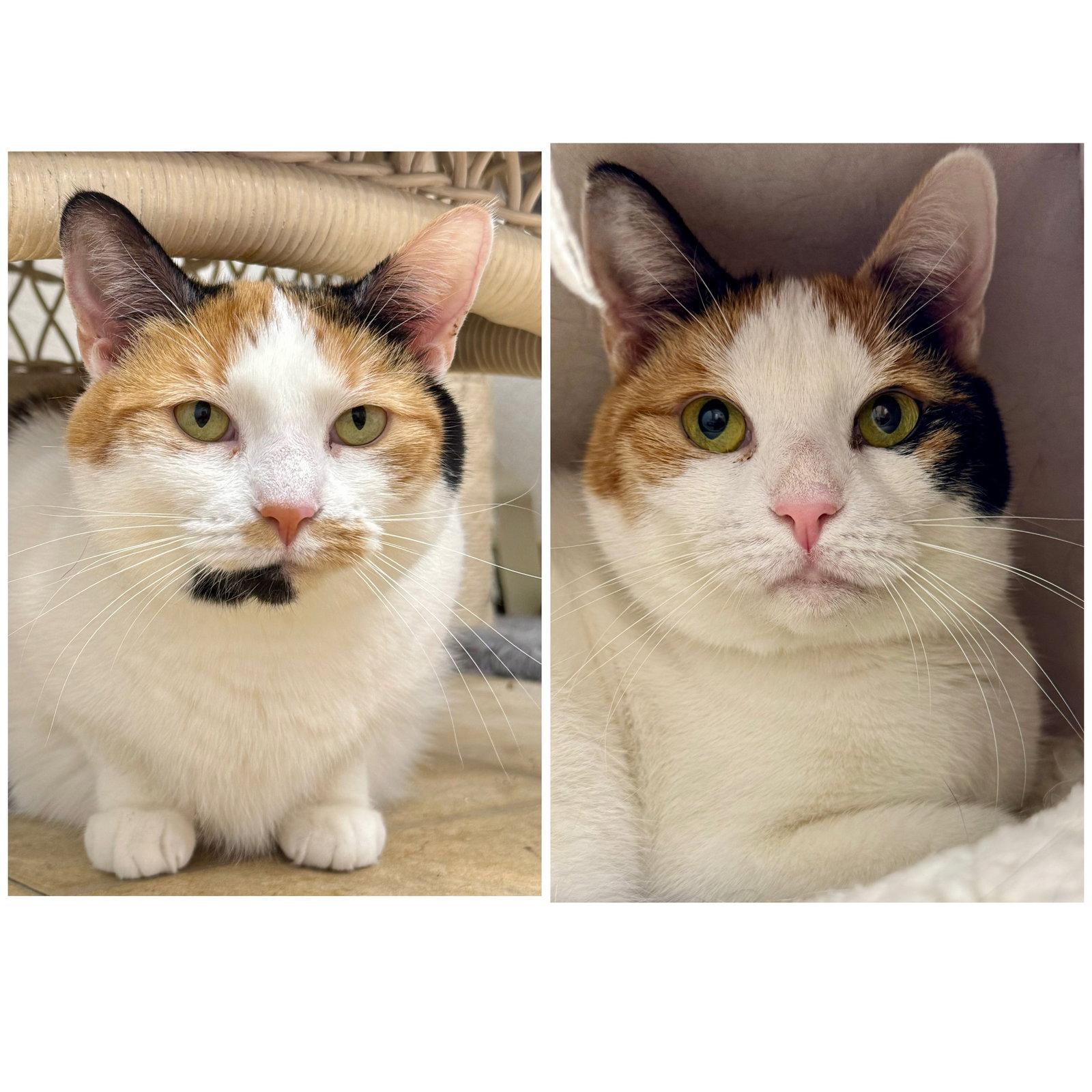Dyson & Dixie, Adopted, Adult Female Domestic Short Hair & Calico.