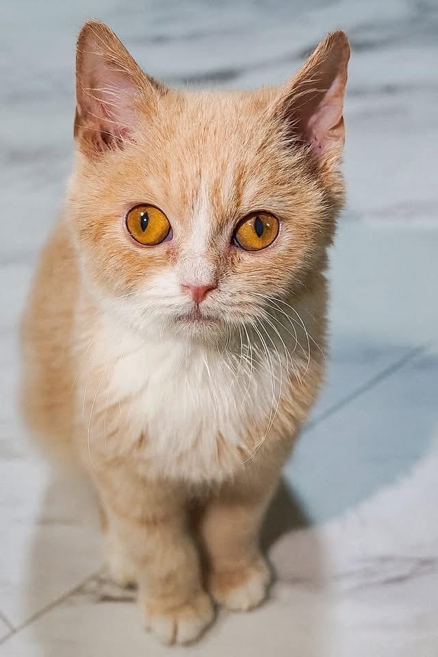 Stempy, an adopted mixed breed in Franklin, KY image 2/2