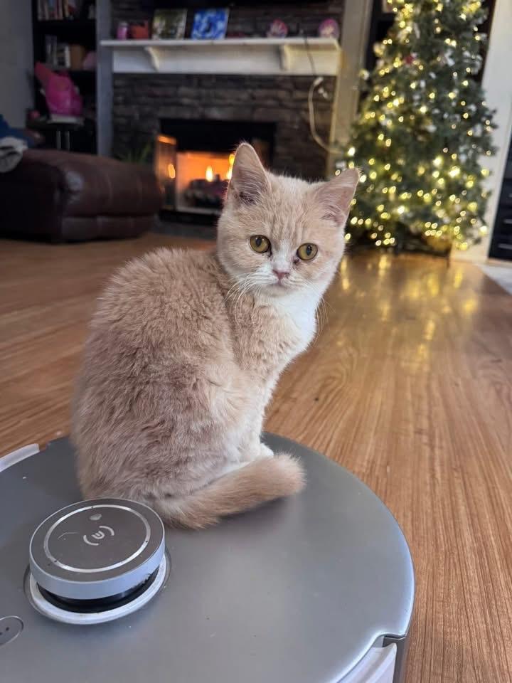 Stempy, adopted, Young Male Domestic Short Hair.