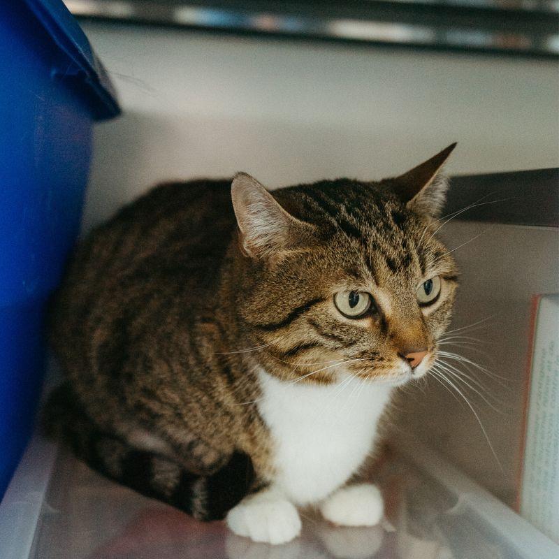 Enlarge Bonnie, a Adoptable Domestic Short Hair in Jackson, WY image 3/6