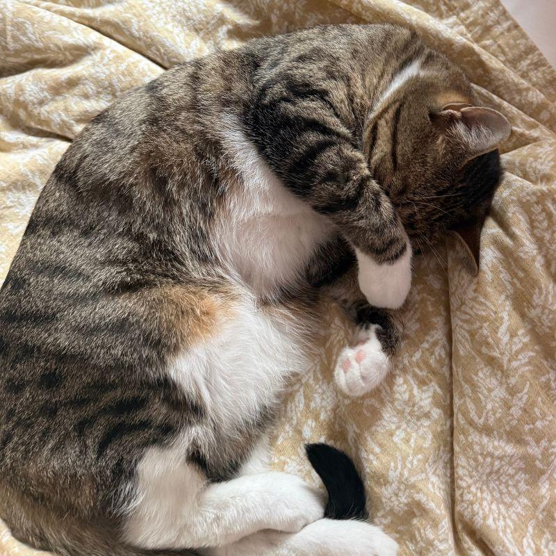 Enlarge Bonnie, a Adoptable Domestic Short Hair in Jackson, WY image 6/6