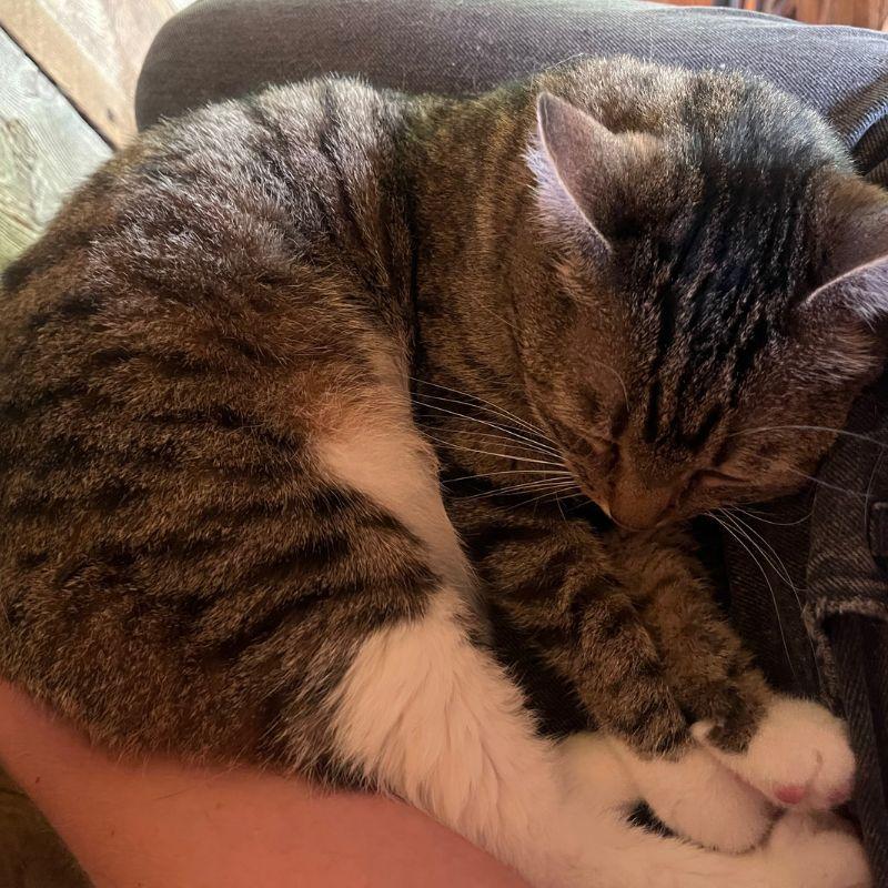 Enlarge Bonnie, a Adoptable Domestic Short Hair in Jackson, WY image 2/6