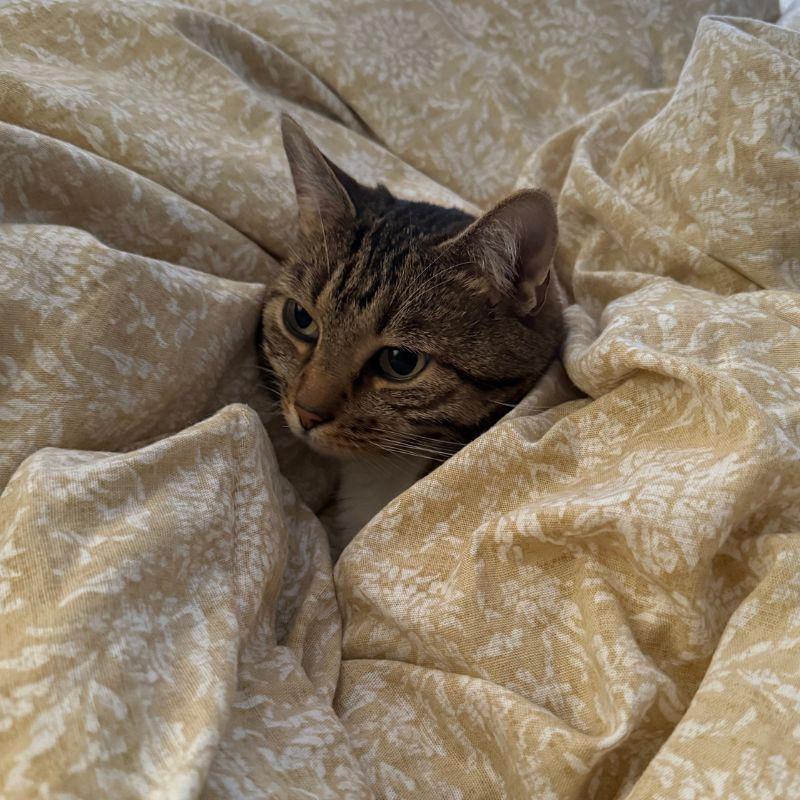 Enlarge Bonnie, a Adoptable Domestic Short Hair in Jackson, WY image 4/6