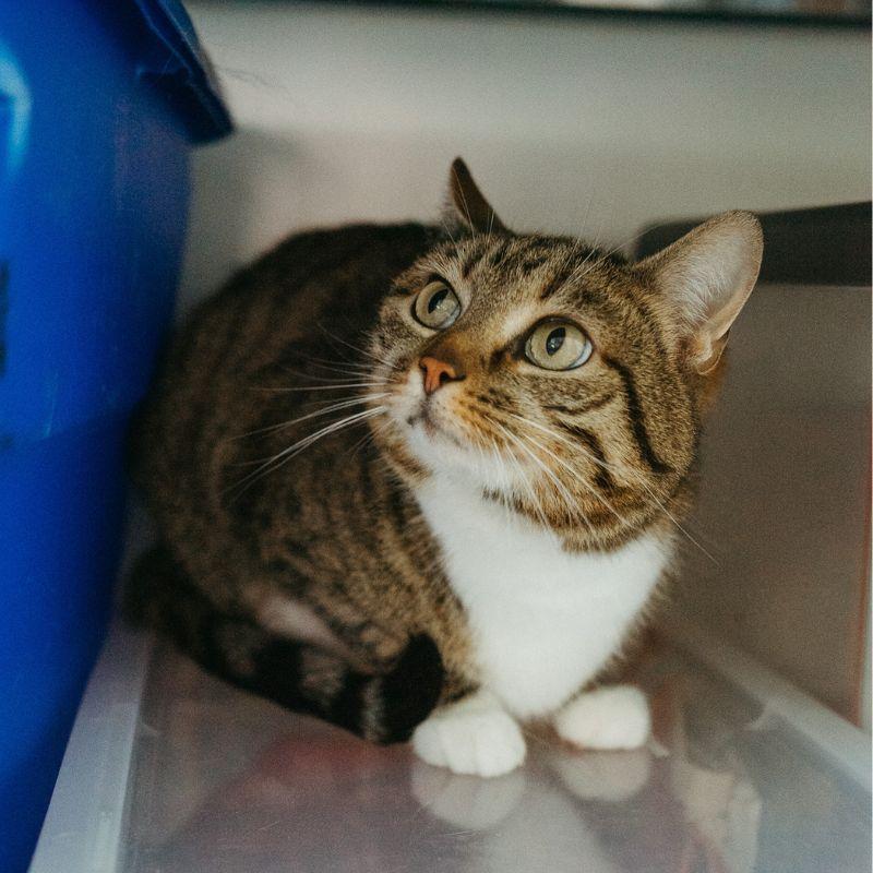 Enlarge Bonnie, a Adoptable Domestic Short Hair in Jackson, WY image 5/6