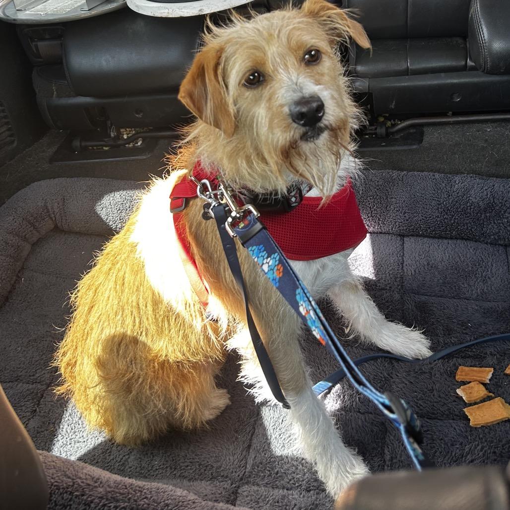 Scottie, Adoptable, Adult Male Wheaten Terrier.