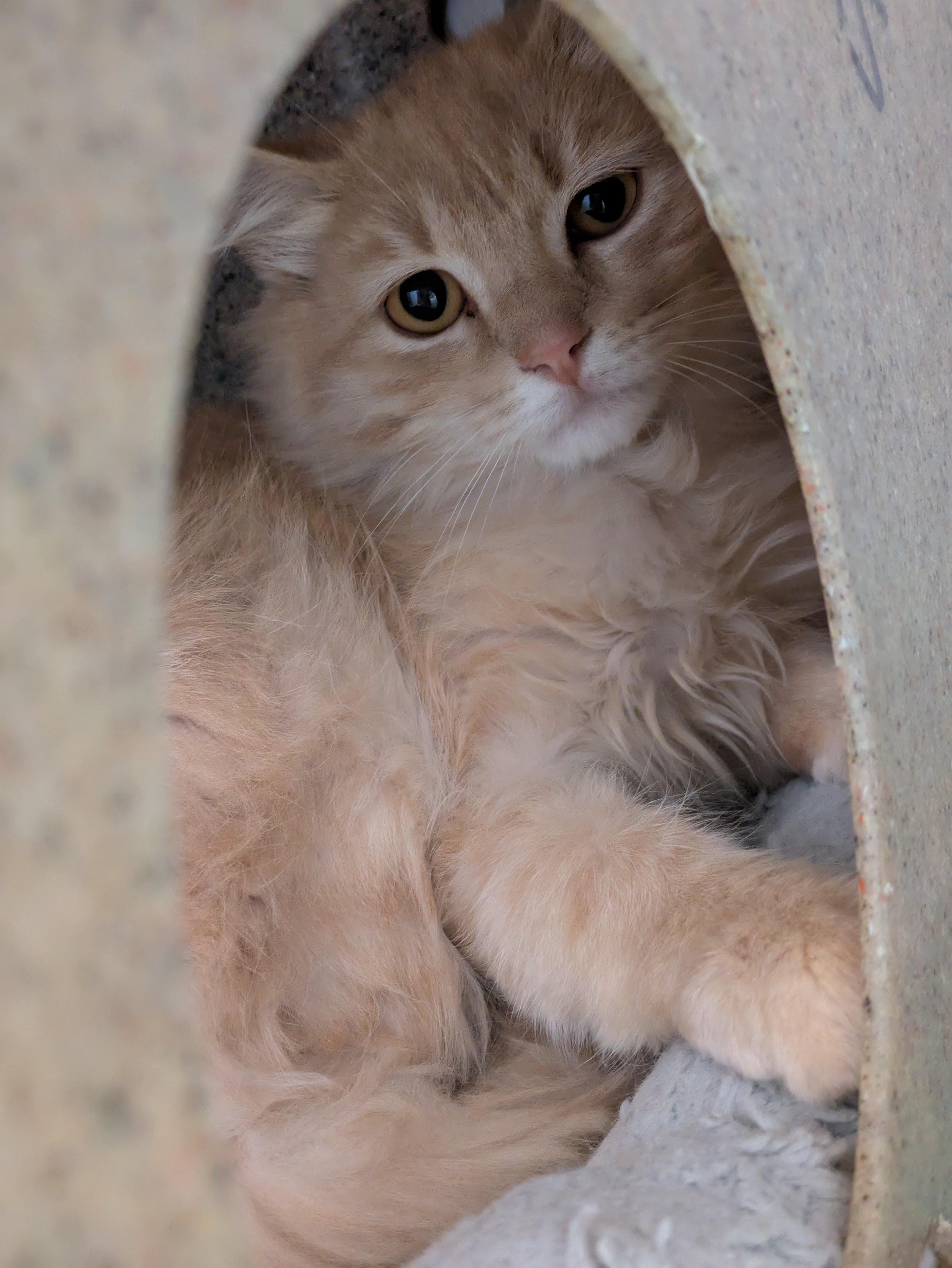 Enlarge Kiddo (Barn Cat), an adopted mixed breed in Bedford, VA image 1/1