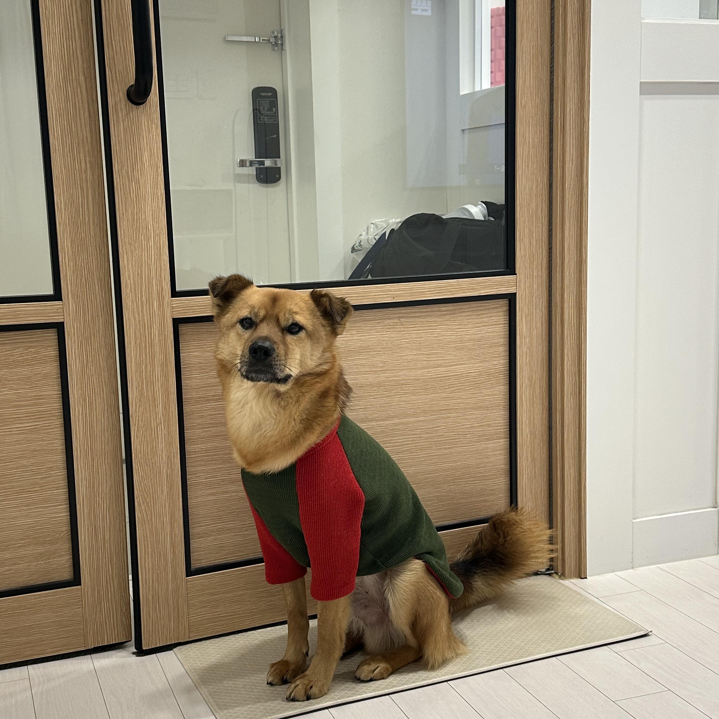 Lucky, an adopted mixed breed in Duluth, GA image 3/6