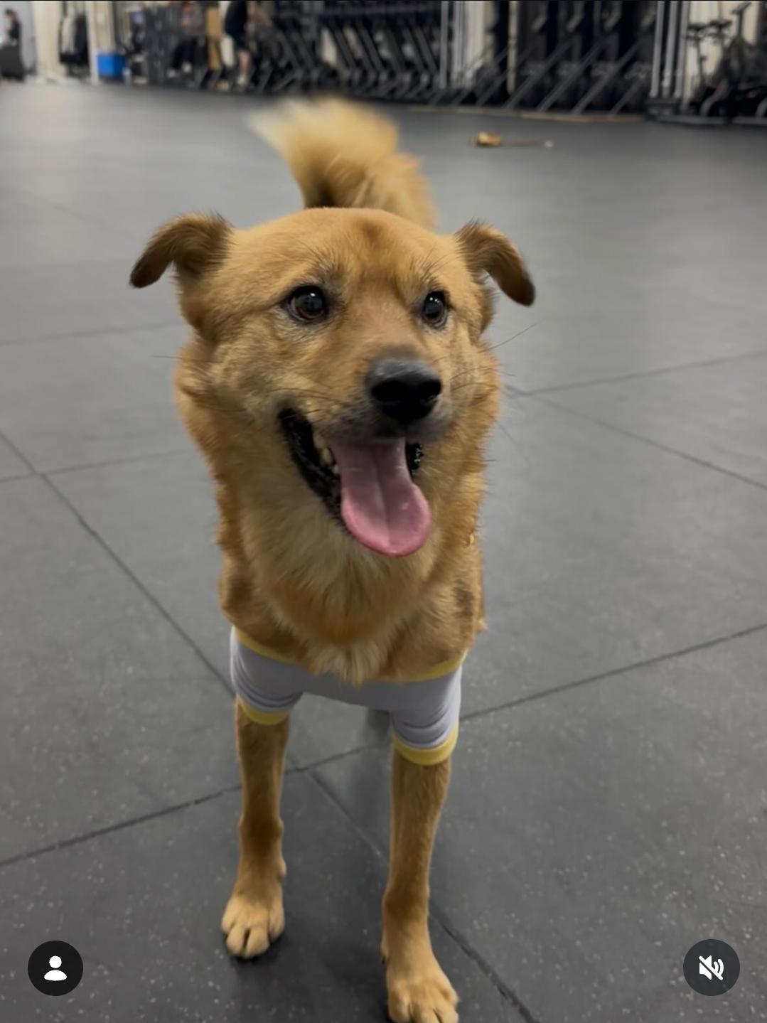 Lucky, an adopted mixed breed in Duluth, GA image 1/6