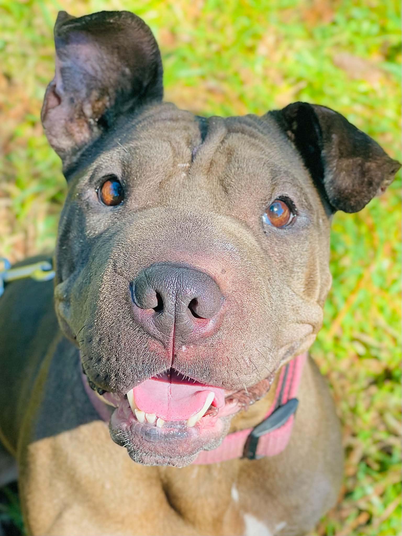 Enlarge Layla, a Adoptable mixed breed in Covington, GA image 1/3