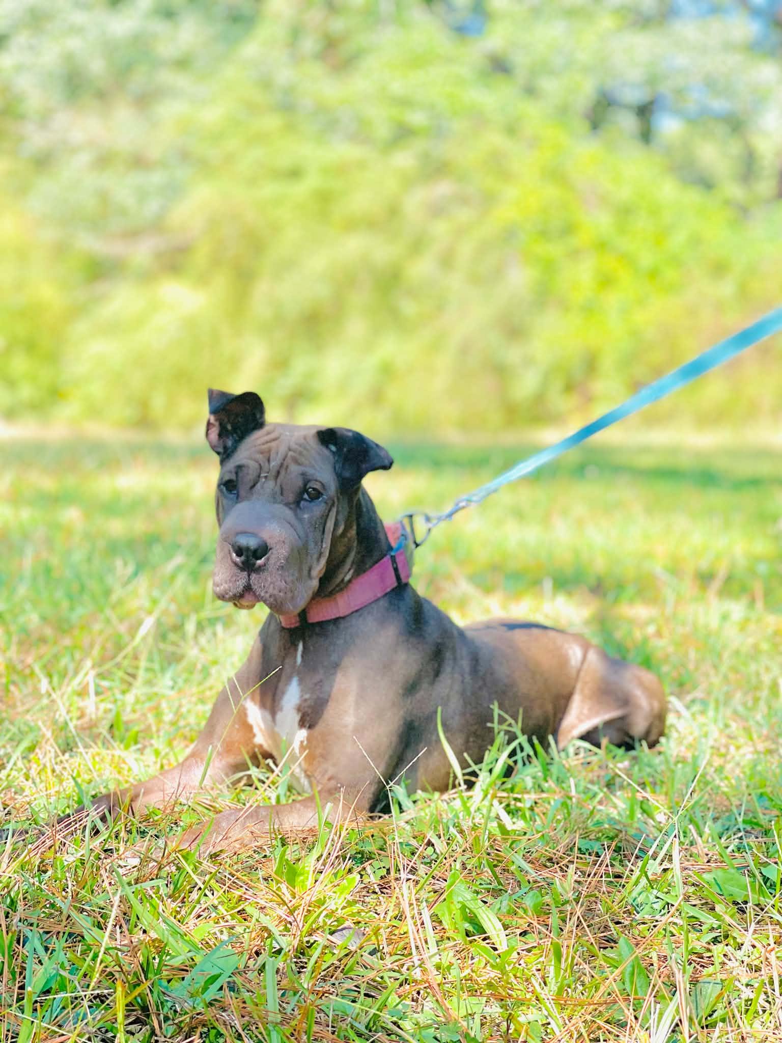 Enlarge Layla, a Adoptable mixed breed in Covington, GA image 2/3