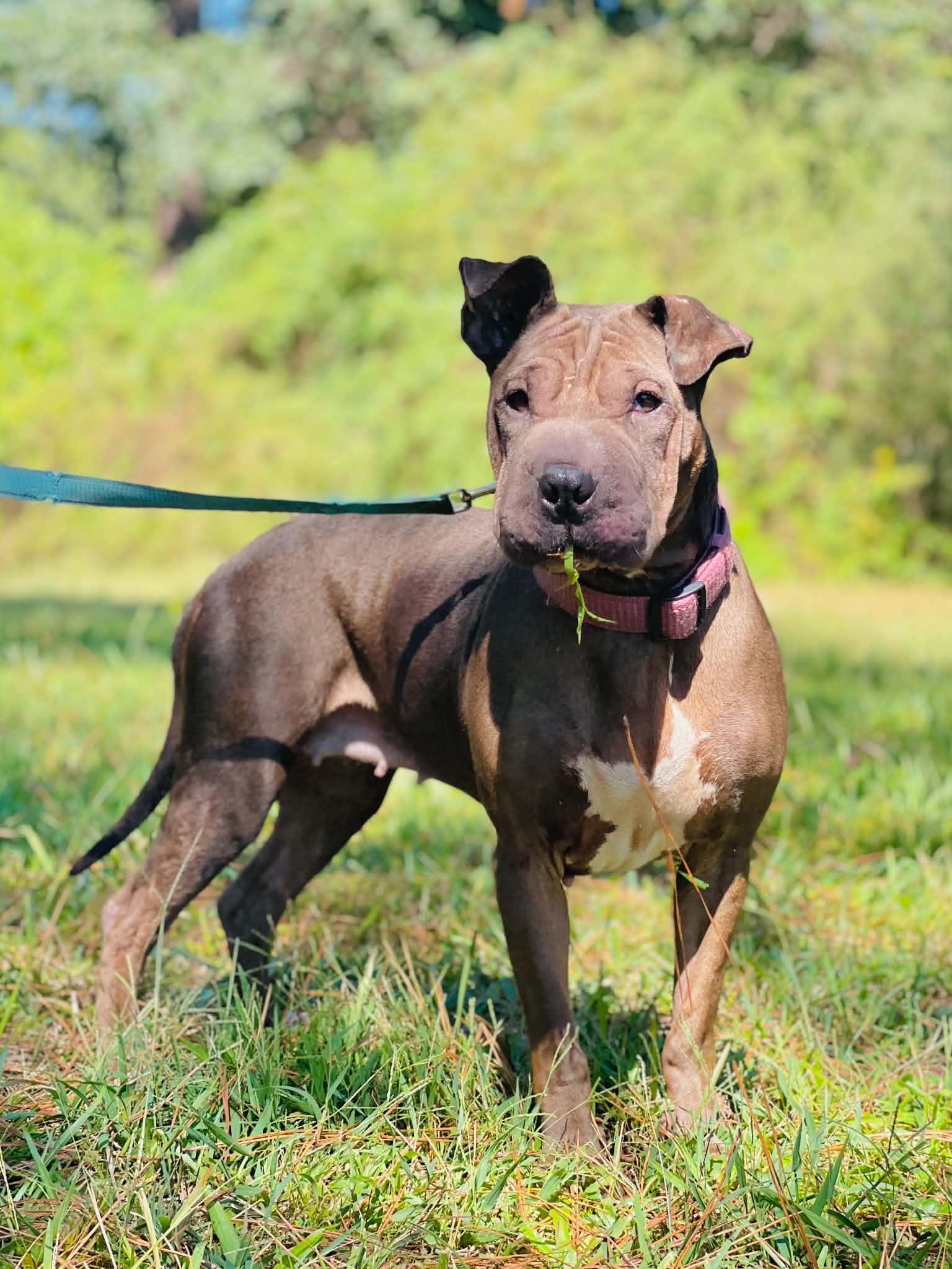 Enlarge Layla, a Adoptable mixed breed in Covington, GA image 3/3
