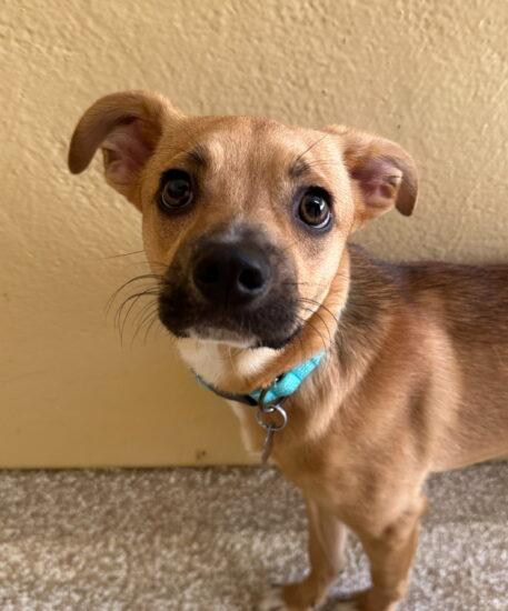 Louie, Young Male Terrier