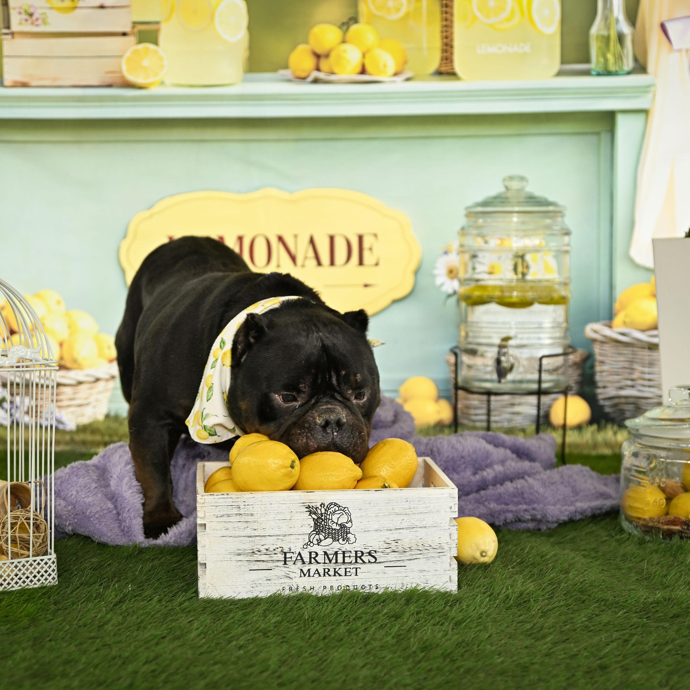 Enlarge Classic Carl, a ADOPTABLE Bulldog in Ferndale, WA image 5/6