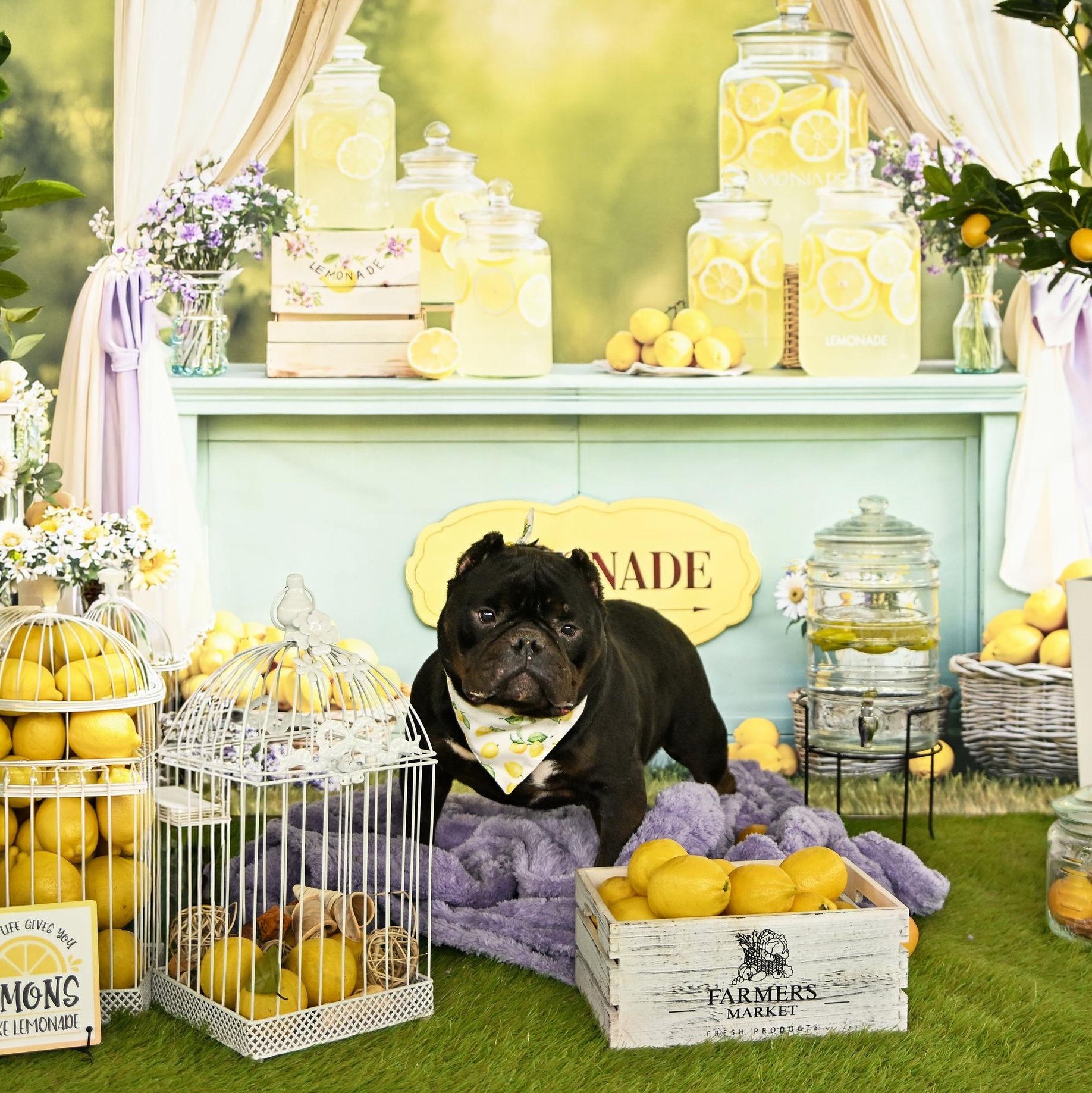 Classic Carl, ADOPTABLE, Adult Male Bulldog.