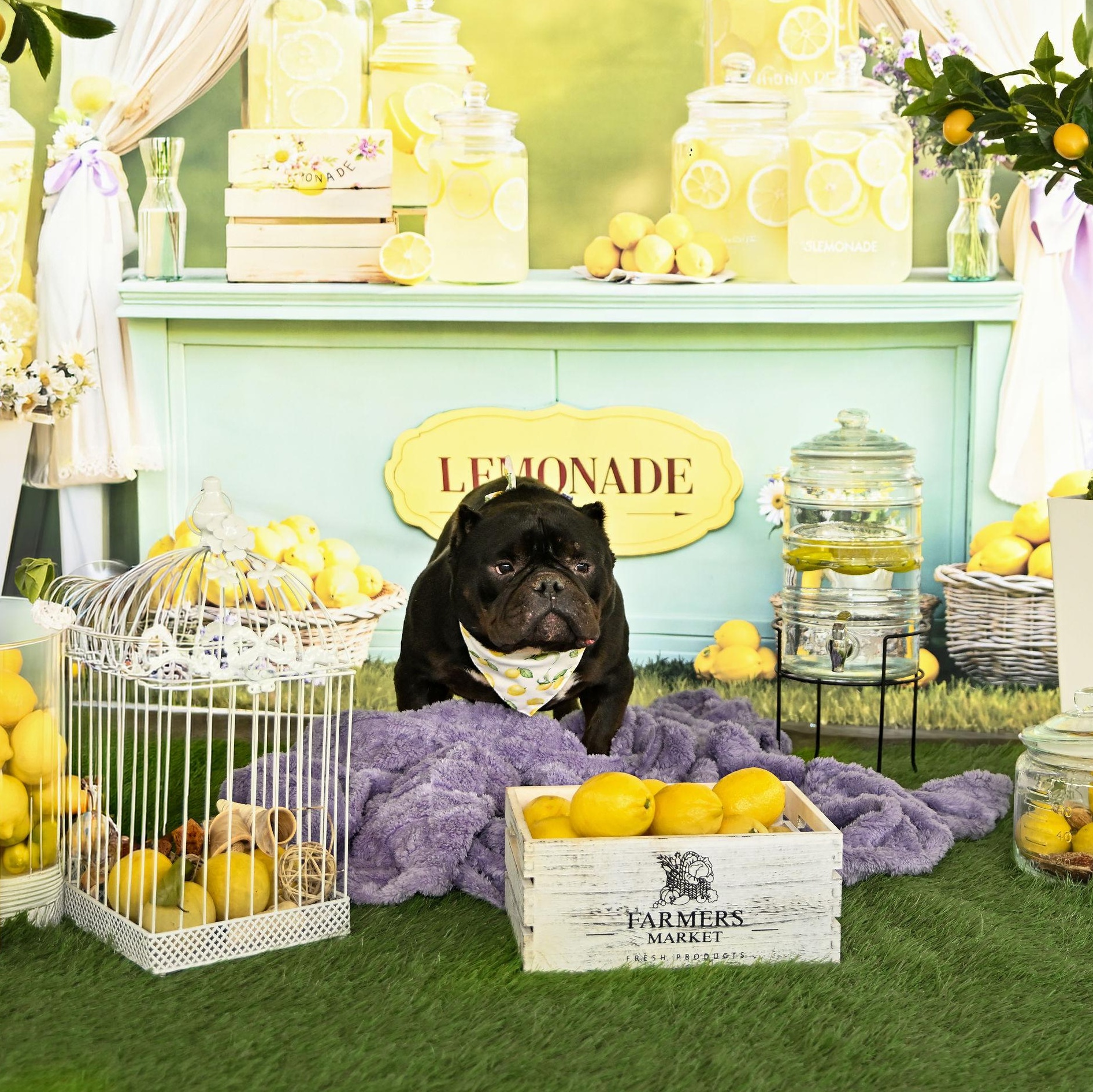 Enlarge Classic Carl, a ADOPTABLE Bulldog in Ferndale, WA image 2/6