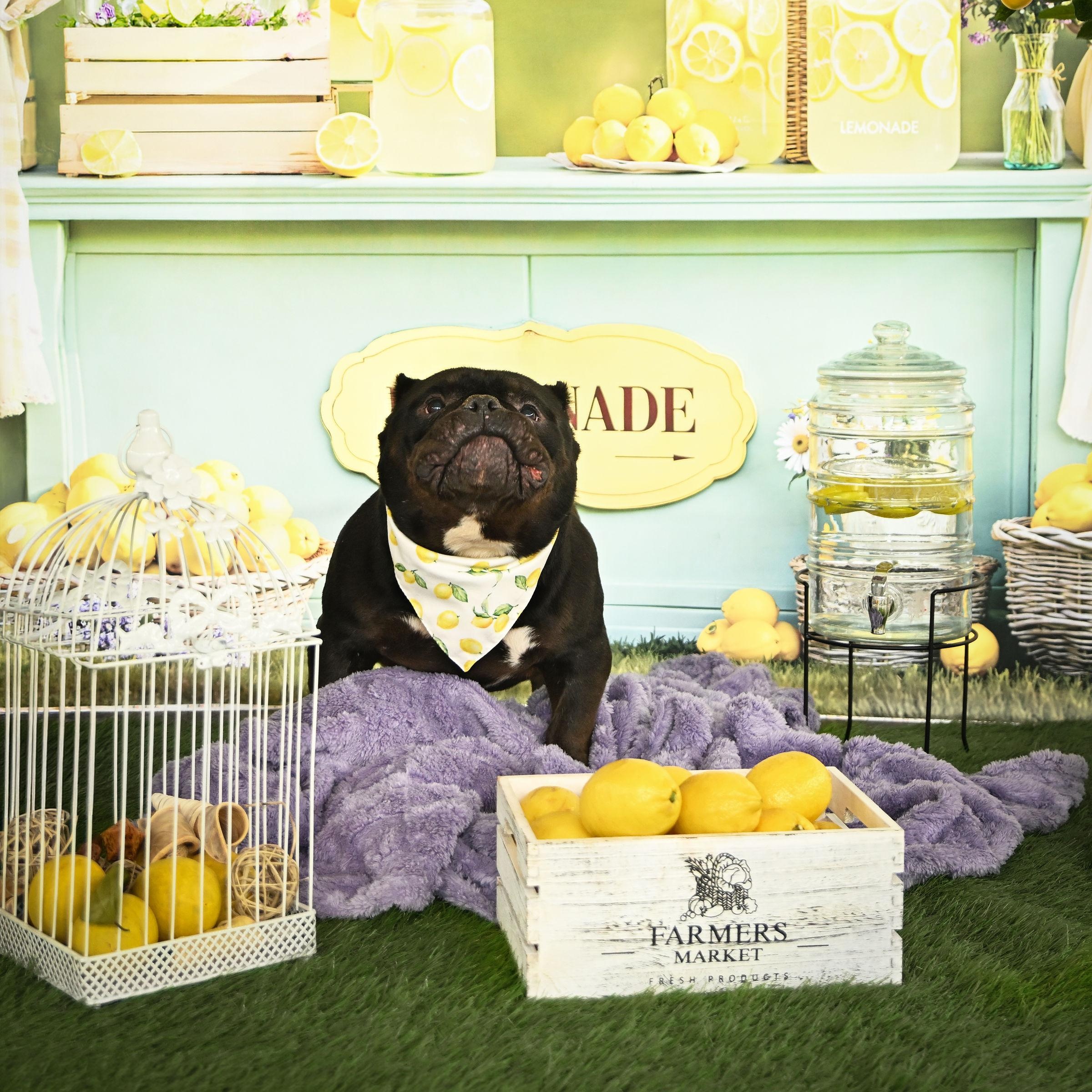 Enlarge Classic Carl, a ADOPTABLE Bulldog in Ferndale, WA image 3/6