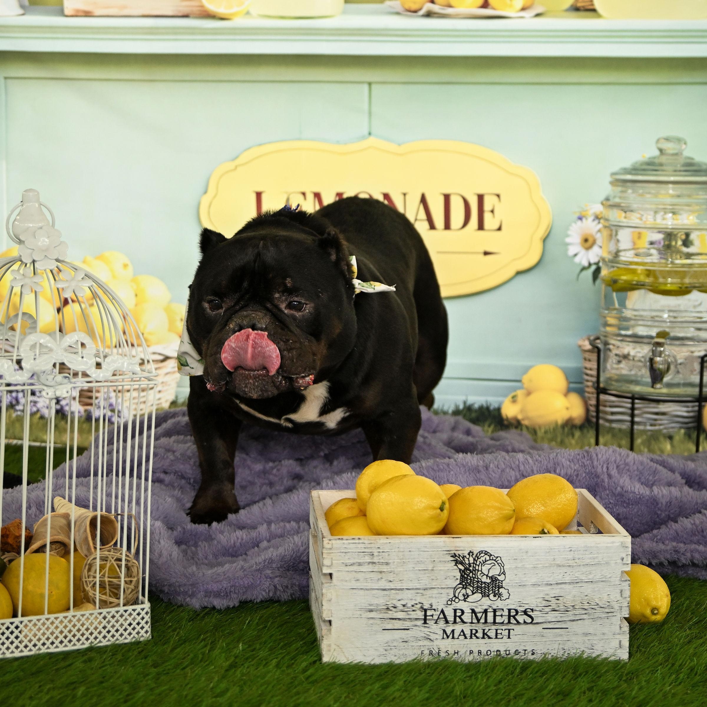 Enlarge Classic Carl, a ADOPTABLE Bulldog in Ferndale, WA image 4/6