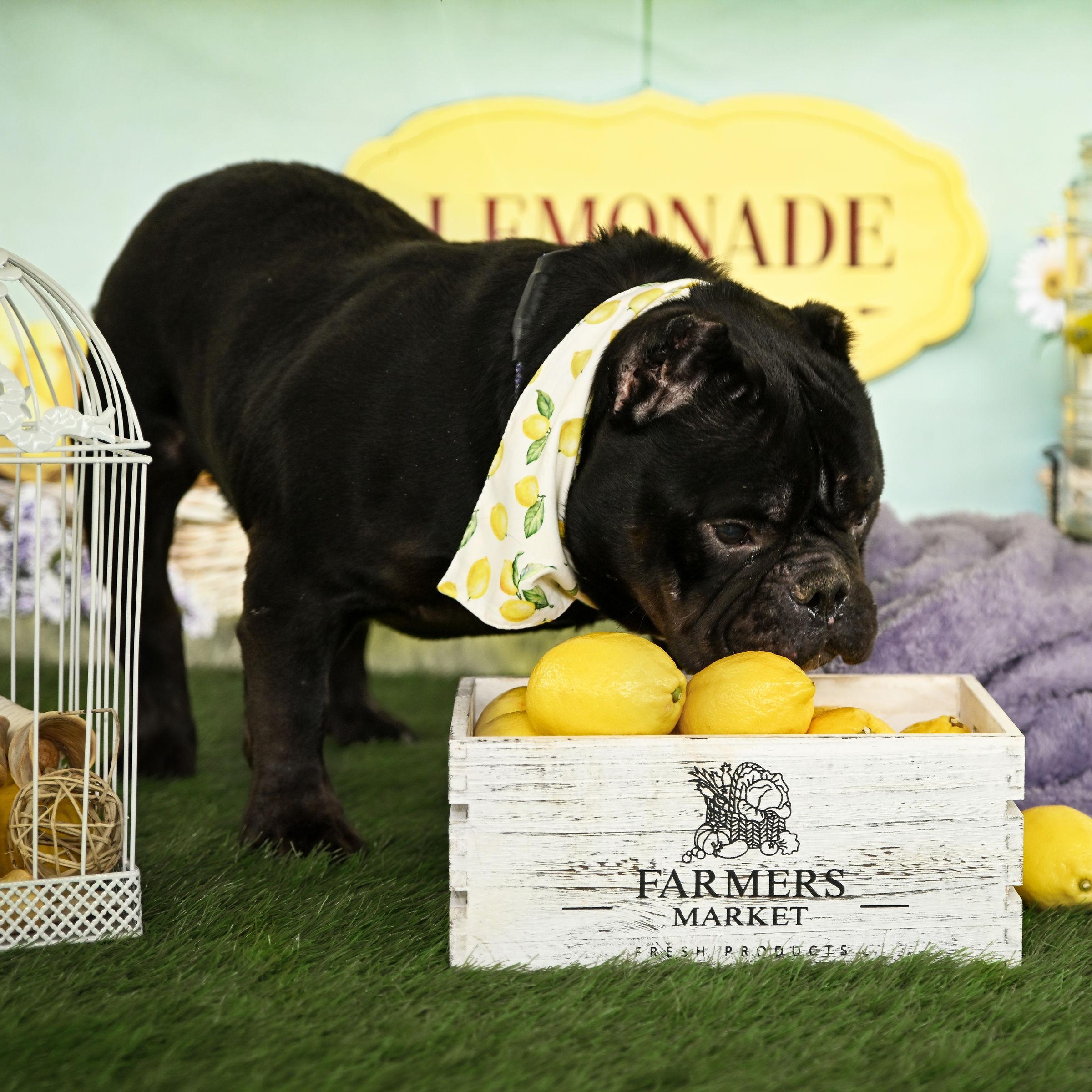 Enlarge Classic Carl, a ADOPTABLE Bulldog in Ferndale, WA image 6/6