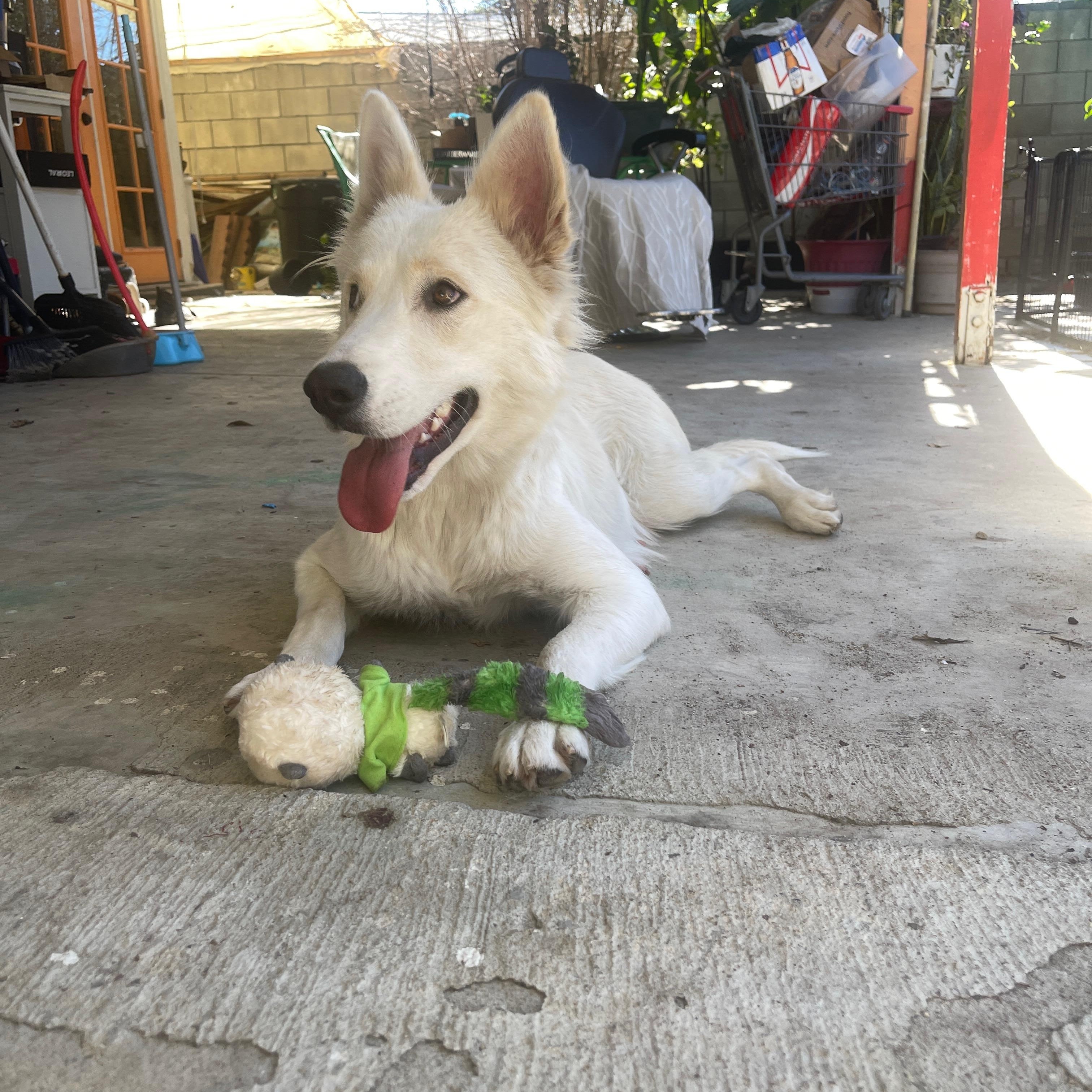 Mama, ADOPTABLE, Young Female Shepherd.