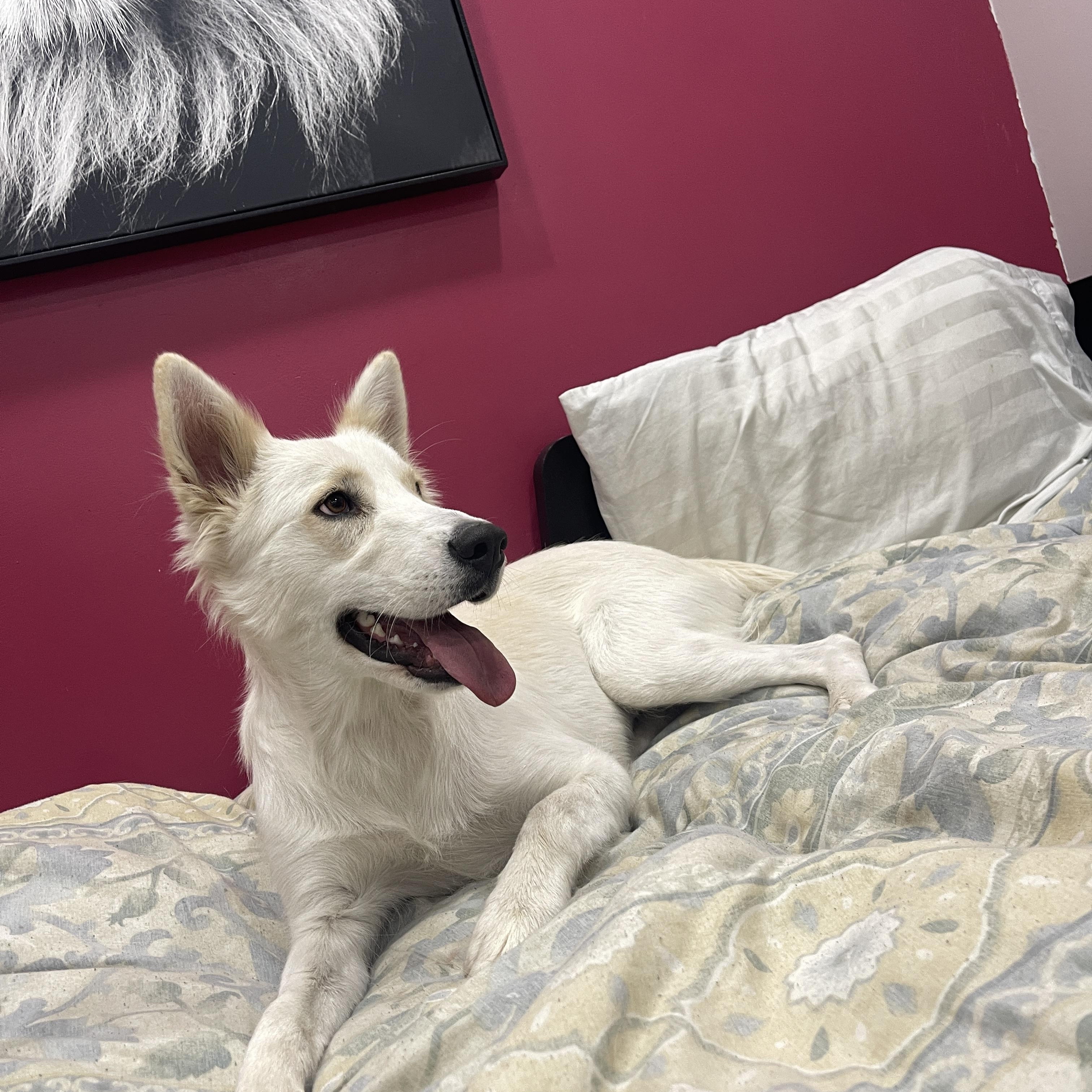 Enlarge Mama, a ADOPTABLE mixed breed in Calabasas, CA image 2/6