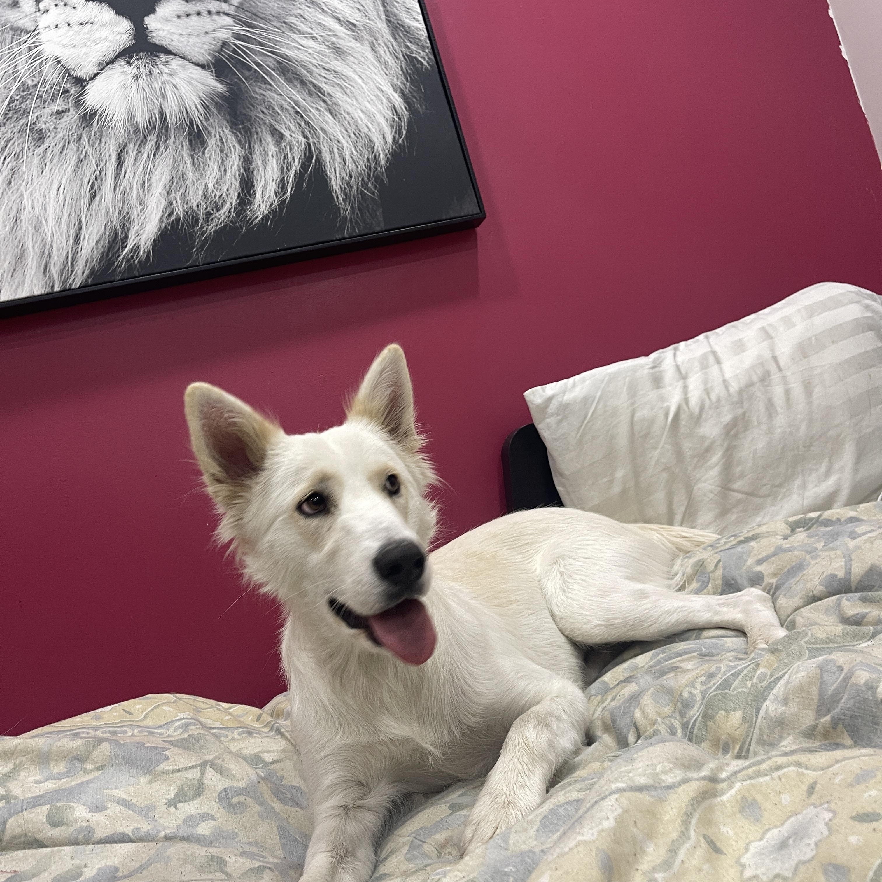 Enlarge Mama, a ADOPTABLE mixed breed in Calabasas, CA image 4/6