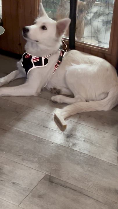 Enlarge Mama, a ADOPTABLE mixed breed in Calabasas, CA video 3/6