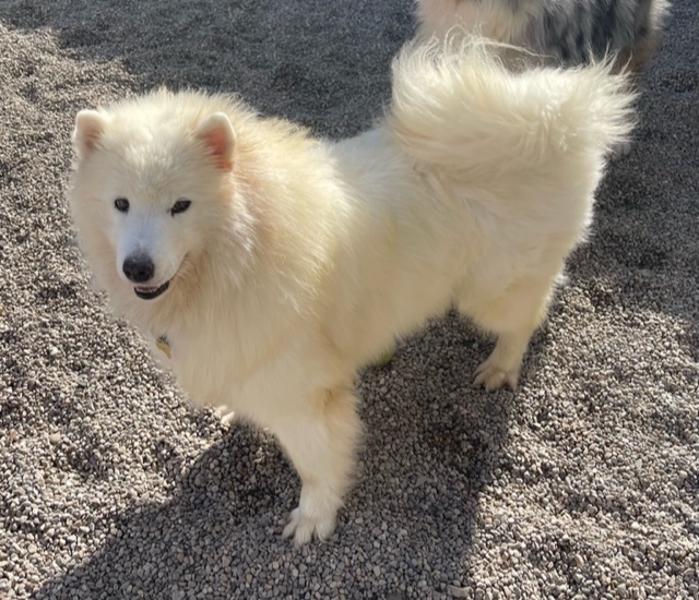 Snowy - ADOPTED, Adopted, Adult Female Samoyed.